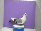 image sany0135-jpg