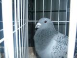 image indagra_58-jpg