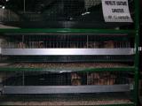 image indagra_7-jpg