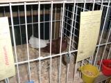 image indagra_77-jpg