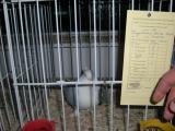 image indagra_80-jpg