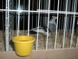 image indagra_82-jpg