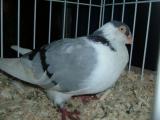 image indagra_86-jpg