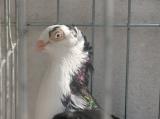 image acpg_100-jpg