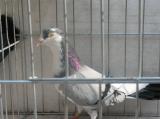 image acpg_101-jpg