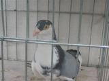 image acpg_125-jpg