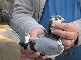 image acpg_13-jpg