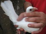 image acpg_141-jpg