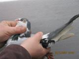 image acpg_2-jpg