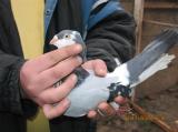 image acpg_27-jpg