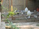 image acpg_46-jpg