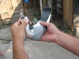 image acpg_60-jpg