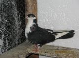 image acpg_8-jpg