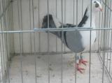 image acpg_81-jpg