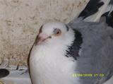 image acpg_25-jpg