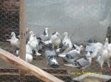 image acpg_29-jpg
