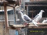 image acpg_35-jpg