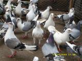 image acpg_41-jpg