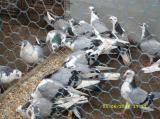 image acpg_49-jpg