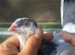 image 135-jpg