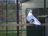 image acpg_101-jpg