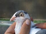 image acpg_111-jpg