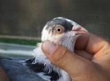 image acpg_112-jpg