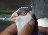 image acpg_115-jpg