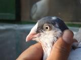 image acpg_120-jpg