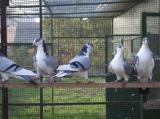image acpg_123-jpg