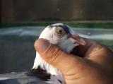 image acpg_134-jpg
