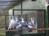image acpg_140-jpg