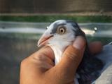 image acpg_141-jpg