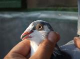 image acpg_148-jpg