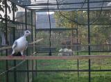 image acpg_152-jpg