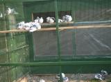 image acpg_154-jpg