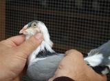 image acpg_36-jpg