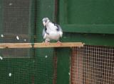 image acpg_43-jpg