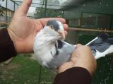 image acpg_48-jpg