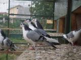 image acpg_7-jpg