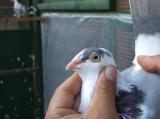image acpg_79-jpg