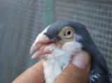 image acpg_96-jpg