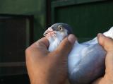 image acpg_98-jpg