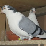 IMG_0028