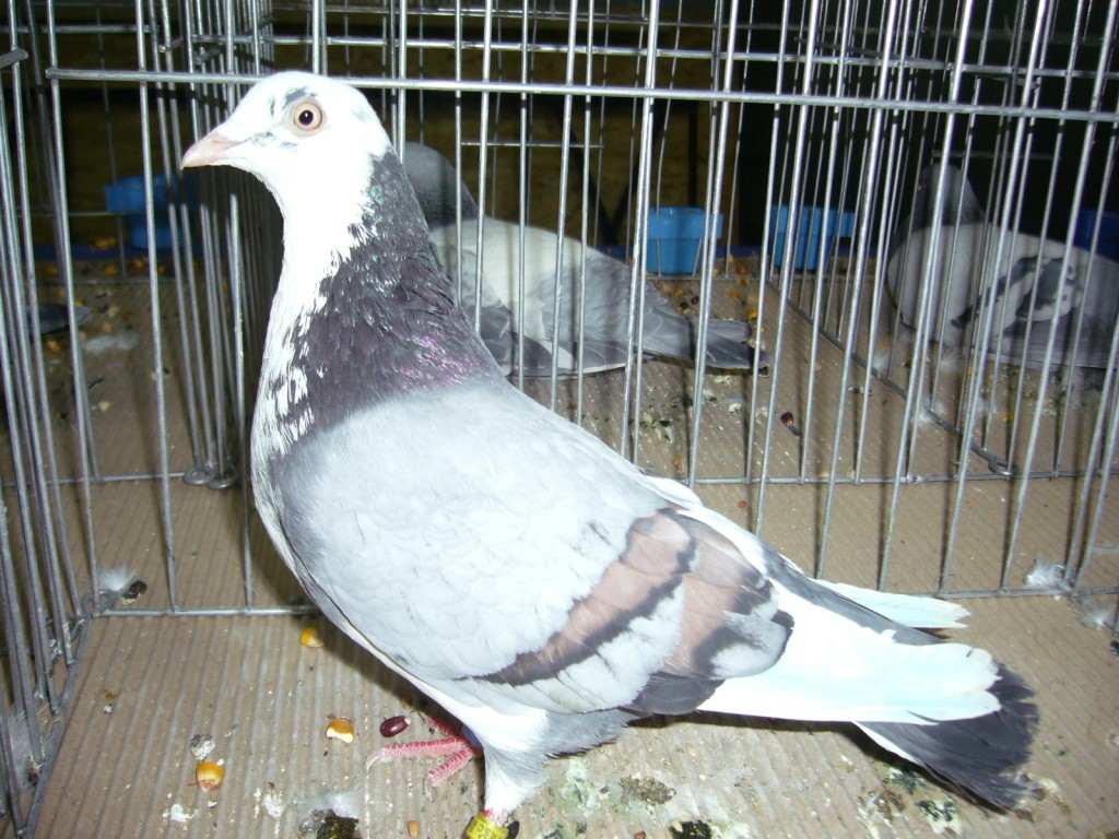 P1110374
