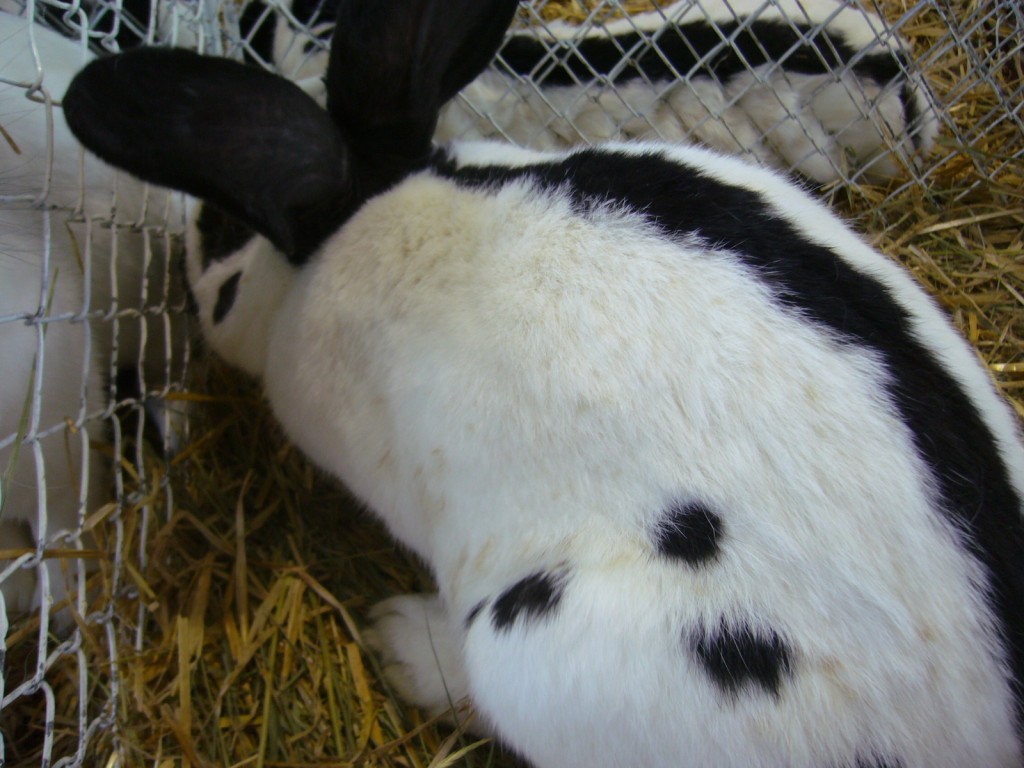 P1110521