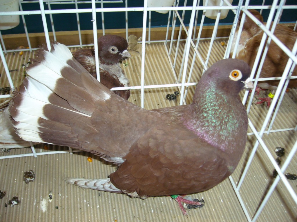 P1110612