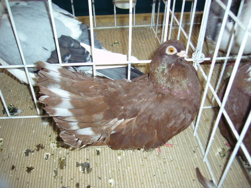 P1110619