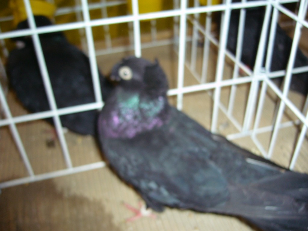 P1110630