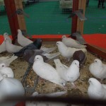 DSCN3974
